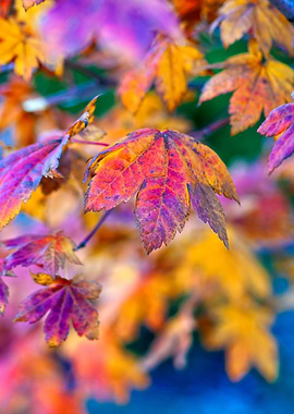 Pleasing Maple Leaves