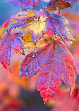 Stunning Maple Leaves