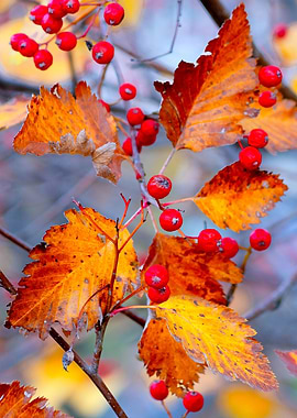 Elegant hawthorn berries