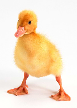 cute baby duck poster