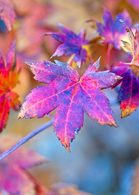 Beautiful Maple Tree Leaf