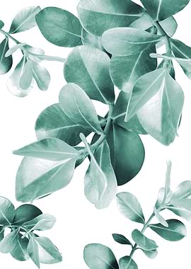 Ficus Leaves Dream 1