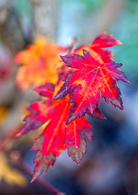 Colorful Maple Tree Leaves