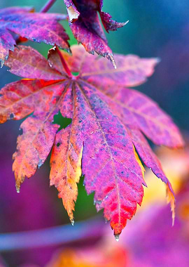 Charming Maple Leaves