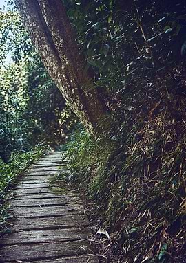 The Path Under The Tree