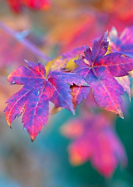 Elegant Maple Leaves