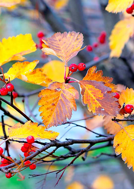 Classy hawthorn berries