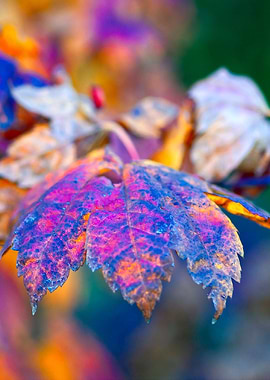 Splendid Maple Leaves