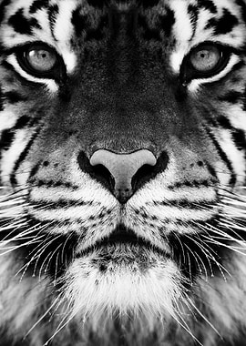 black and white tiger eyes