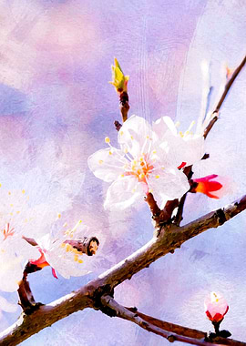 Japanese Apricot Beauty