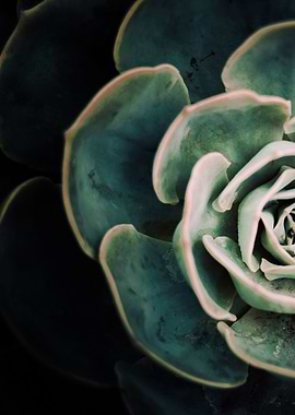 DARKSIDE OF SUCCULENTS-4E