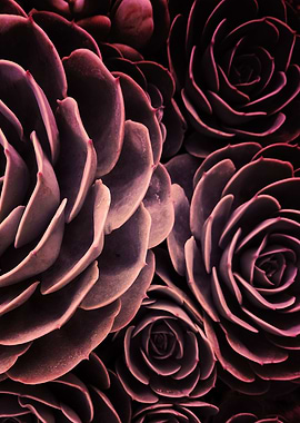 DARKSIDE OF SUCCULENTS-IB4