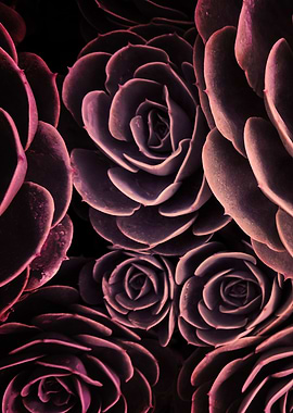 DARKSIDE OF SUCCULENTS-IB3