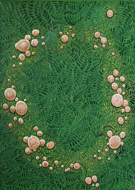 P Petasatus Fairy Ring