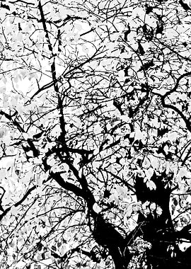 Linden Tree Black White