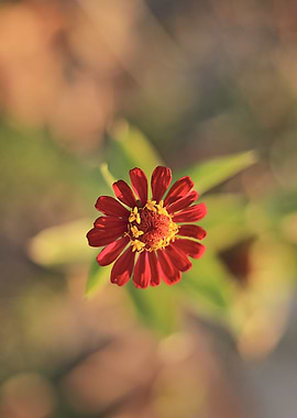 Red flower