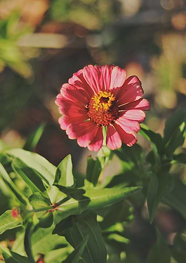 Pink flower