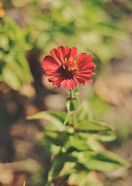 Red flower