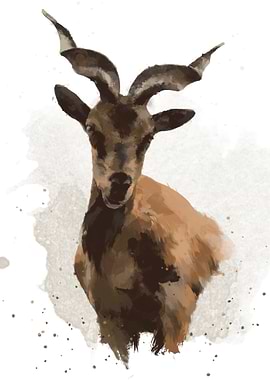 Wild Goat