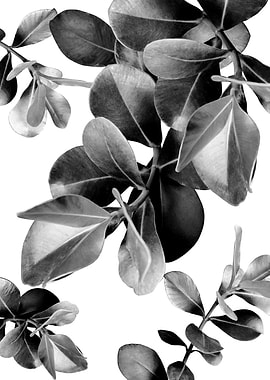 Ficus Leaves Dream 2