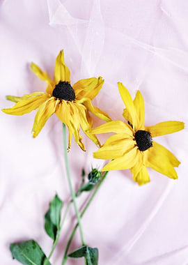 Yellow coneflowers