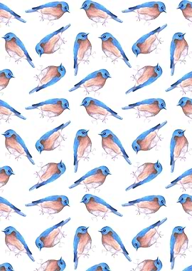 Eastern bluebird birds