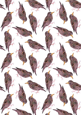 European starling bird