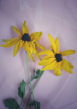 Yellow coneflowers