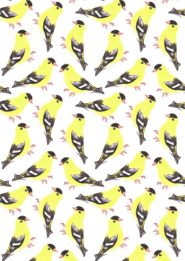 American goldfinch birds