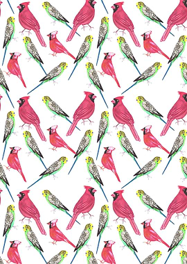 Cardinal male and budgies