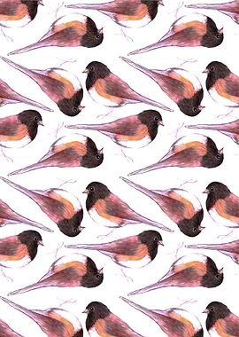 Dark eyed Junco birds