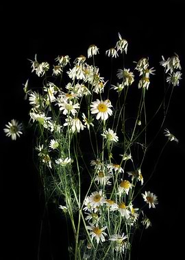 White daisies