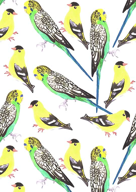 Budgies and goldfinches