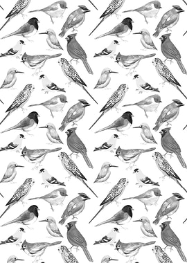 Black and white birds