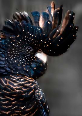 black and gold cockatoo
