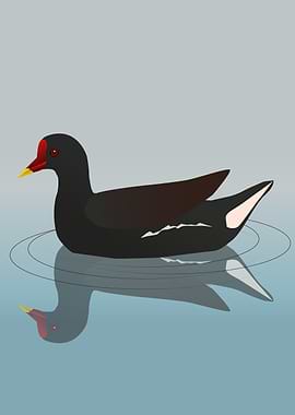Common moorhen vector