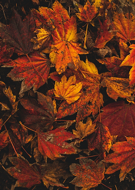 Psychedelic Maple Leaves