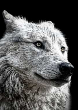 wild wolf face poster