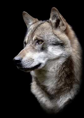 wild wolf head poster