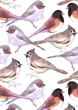 Wild titmouses bushtits