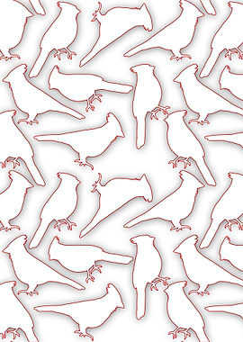 Male Northern Cardinal