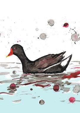 Common moorhen