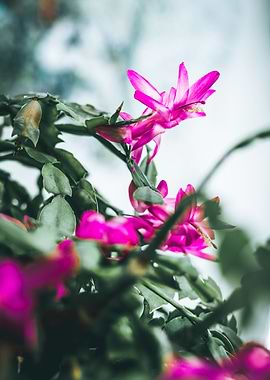 Christmas Cactus in Bloom
