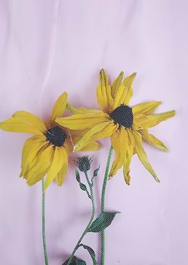 Yellow coneflowers