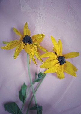 Yellow coneflowers