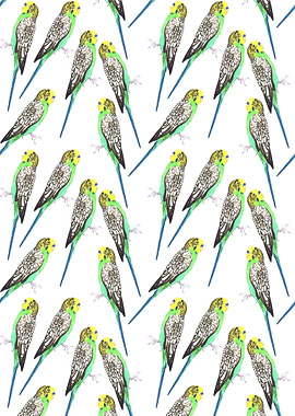 Budgerigar watercolor bird