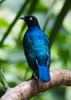 Blue Bird