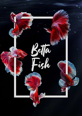 Betta Fish Modern Script