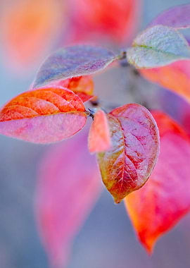 Impressive cotoneaster