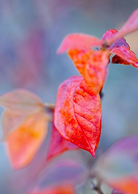 Beautiful cotoneaster